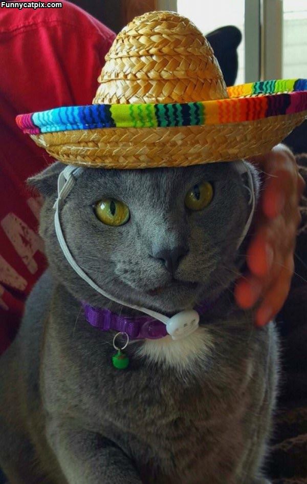 Hat Cat