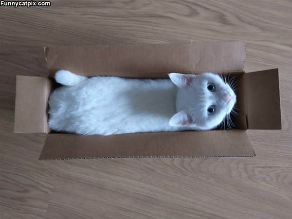 Having Fun In A Box