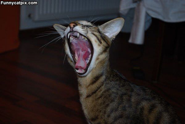 Hear Me Roar