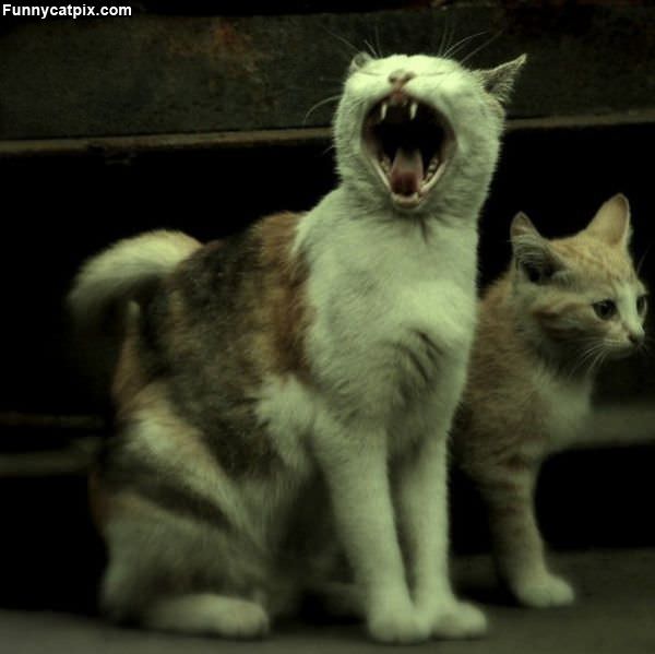 Hear Me Roar