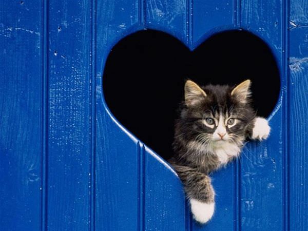 Heart Cat