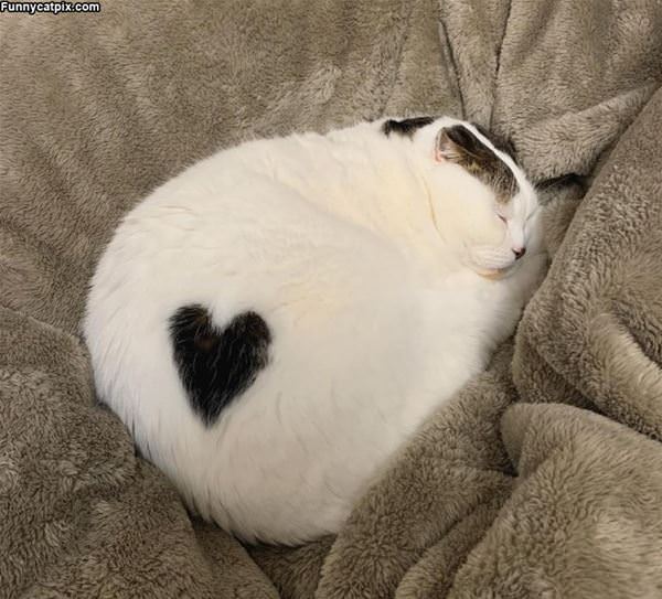 Heart Cat