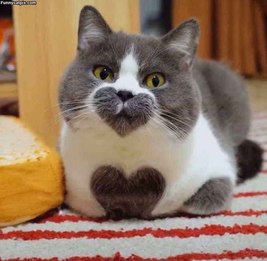 Heart Kitty