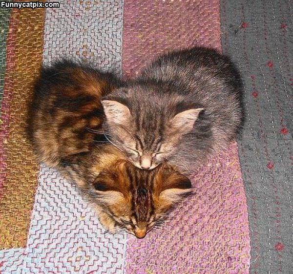 Heart Shaped Kittens