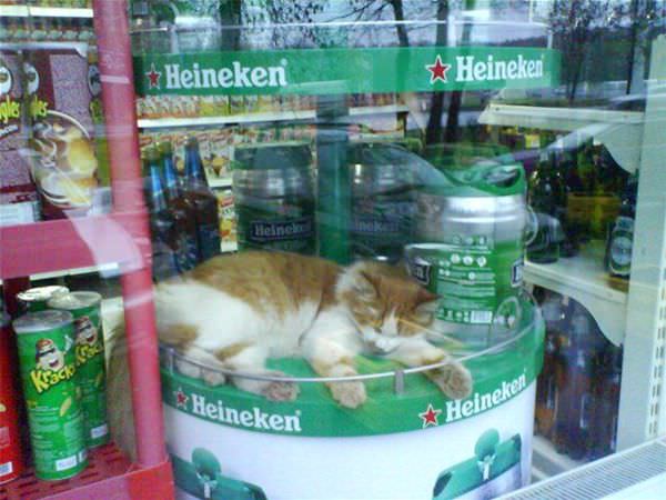 Heineken Cat