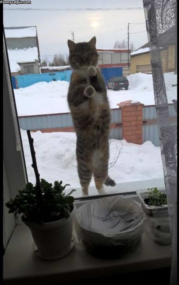 Hey Can I Come In Now