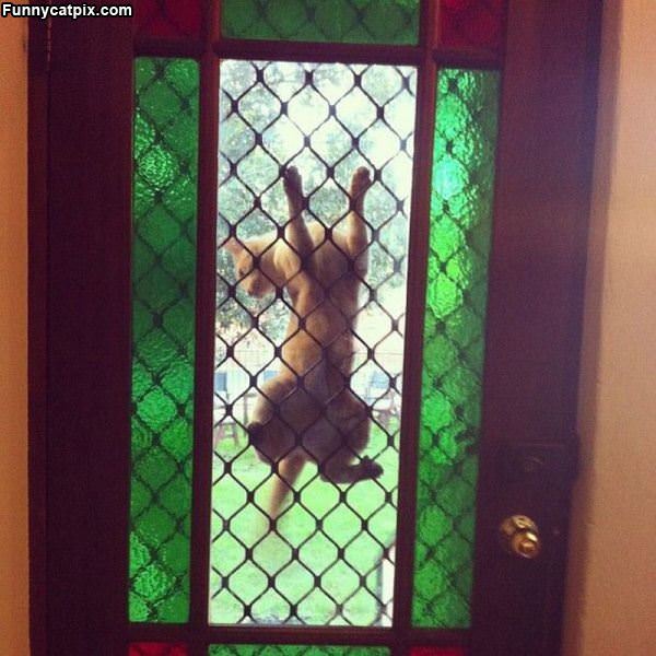 Hey Can You Let Me In