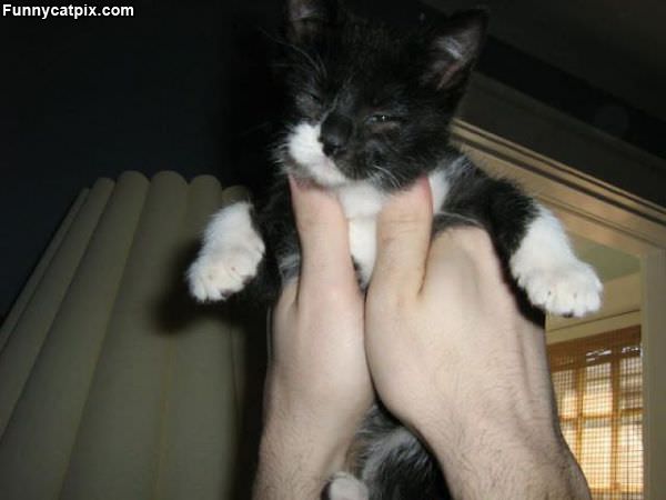 Hey Put Me Down