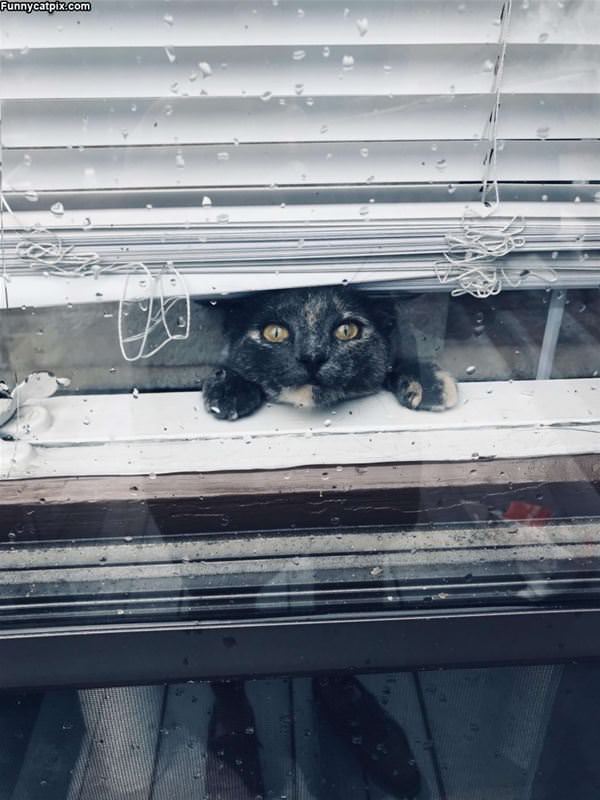 Hey There Buddies