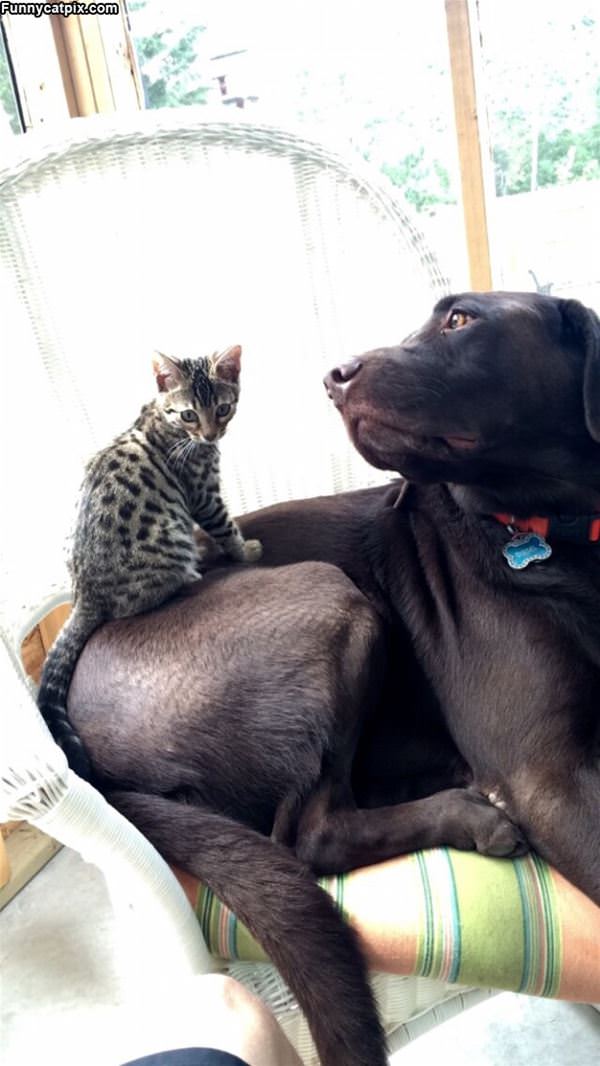Hey This Is A Nice Bed
