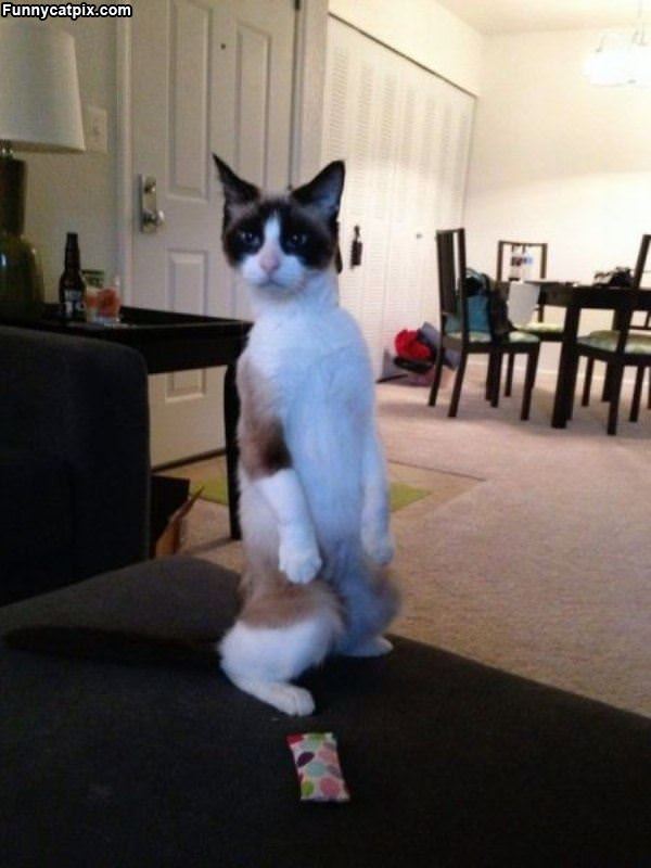 Hey Whats Over There