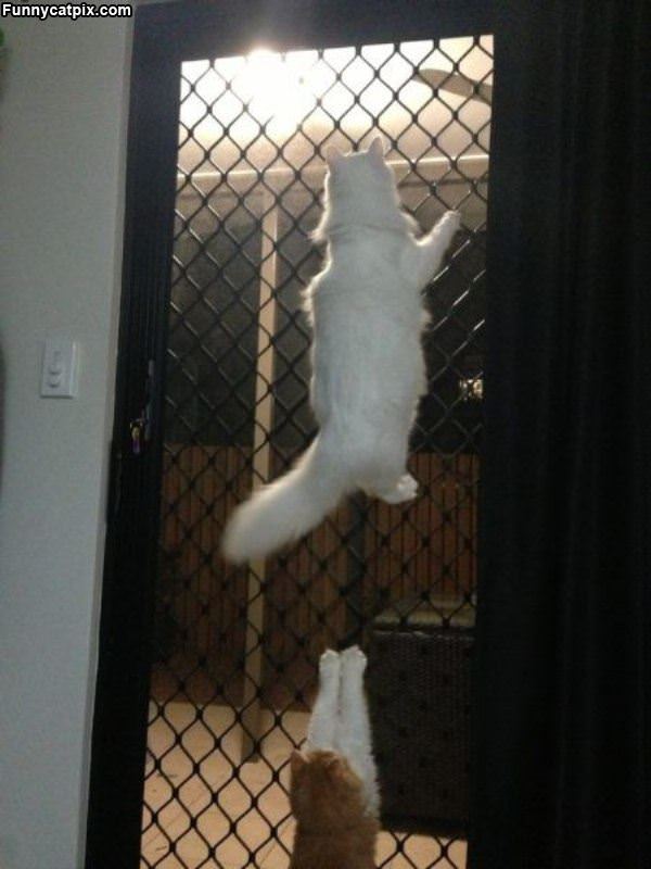 Hey You Let Us In