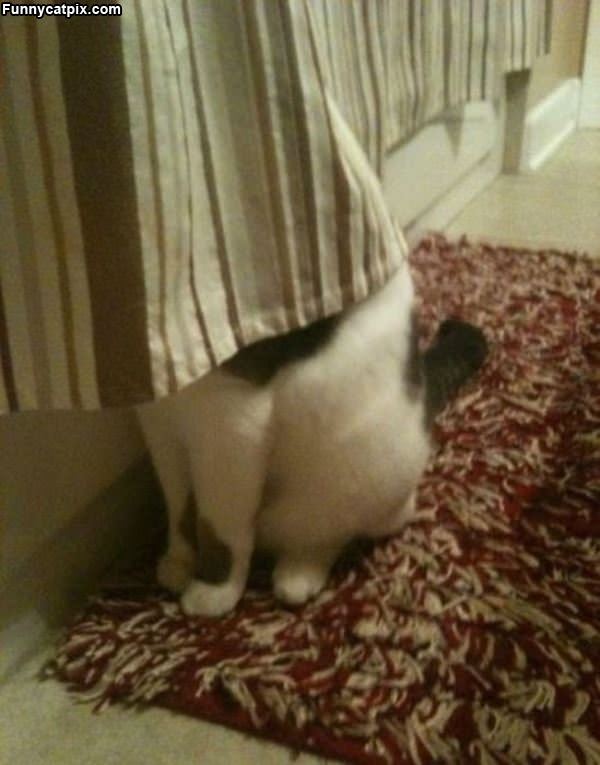 Hide And Seek Cat