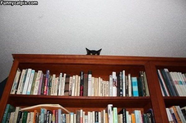 Hiding Up Here
