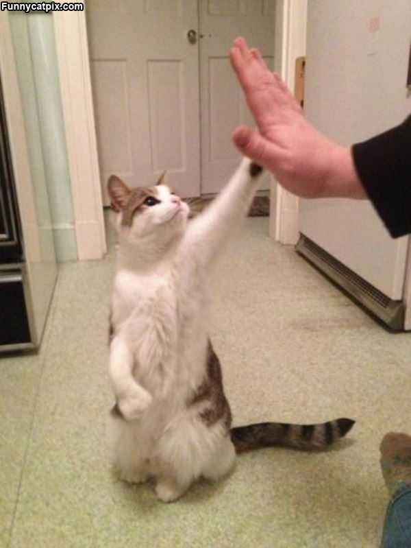 High 5