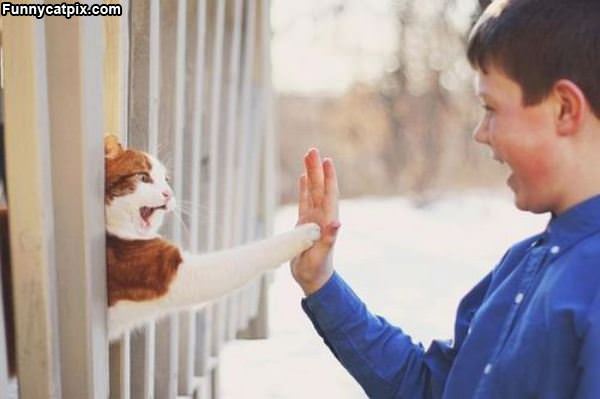 High 5 Cat