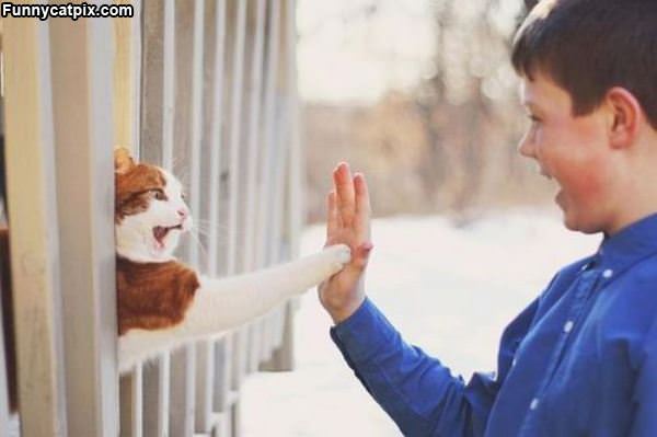 High 5 Cat