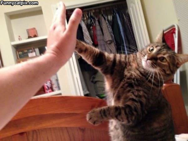 High 5 Human