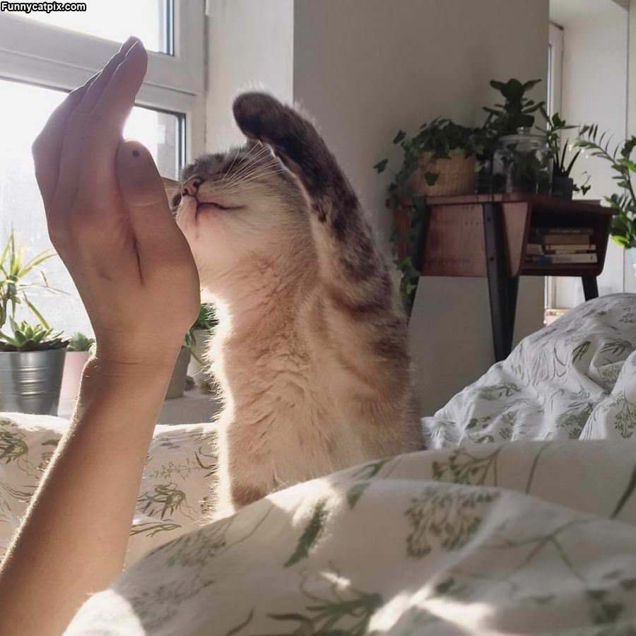 High Five