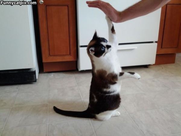 High Fiving Cat Up High