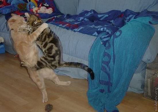 Hilarious Cat Fight