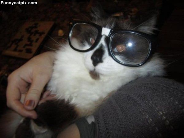 Hipster Cat