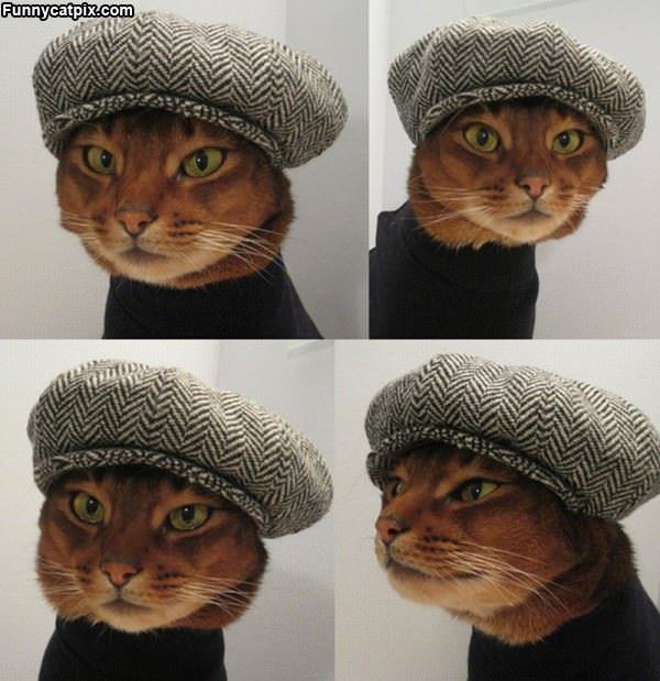 Hipster Cat Hat