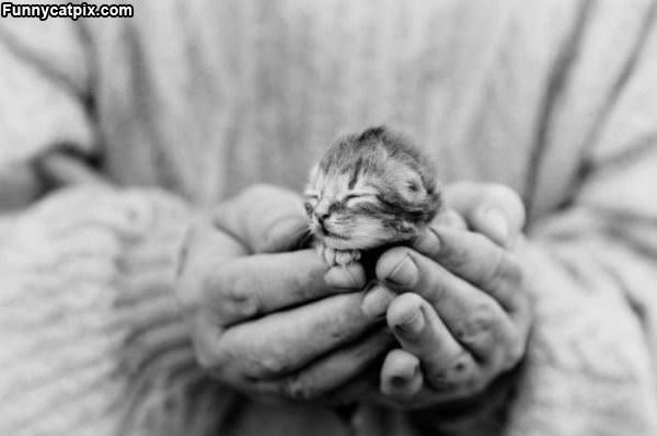 Holding A Little Kitten