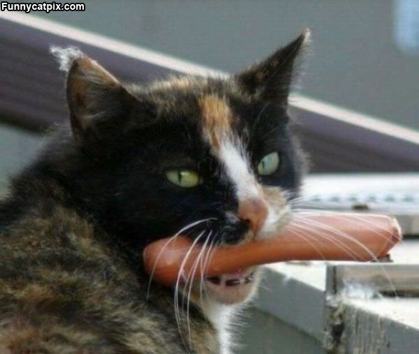 Hot Dog Cat