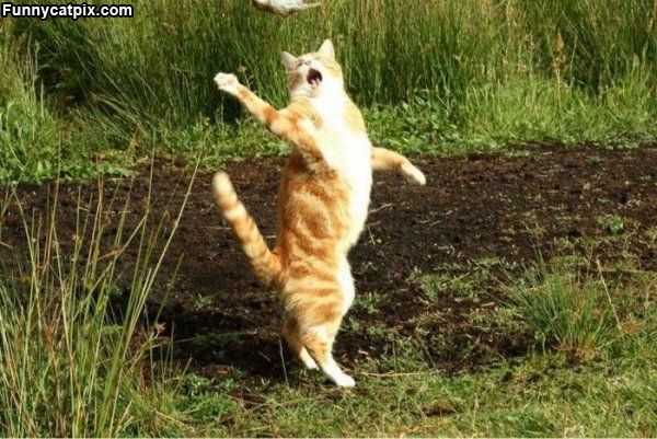 How I Dance
