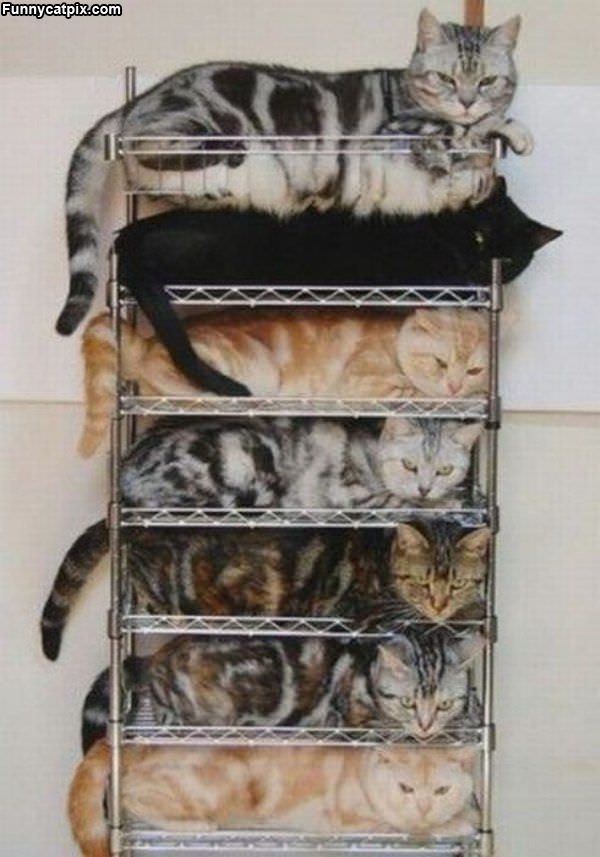 How To Stack Cats