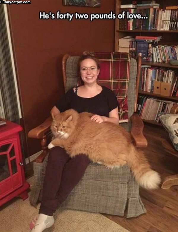 Huge Cat