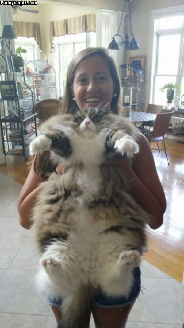 Huge Fluffy Cat