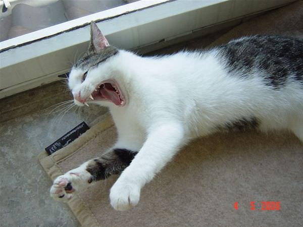 Huge Yawn