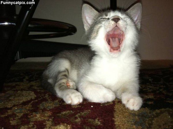 Huge Yawn