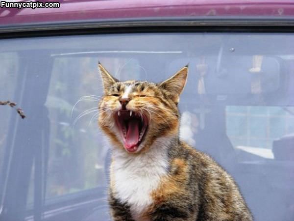 Huge Yawn Cat