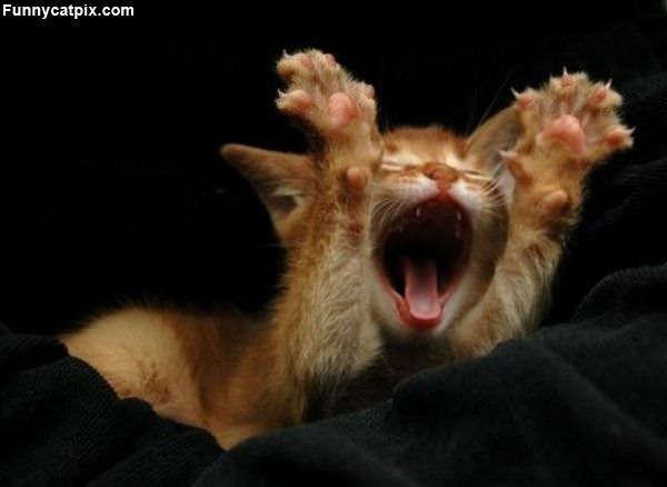 Huge Yawn Kitten