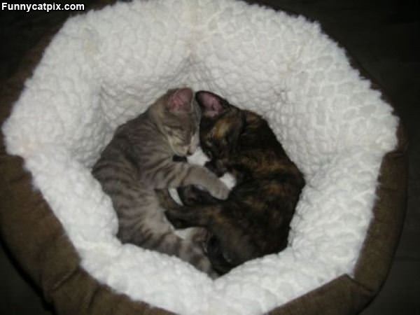 Hugging Cats