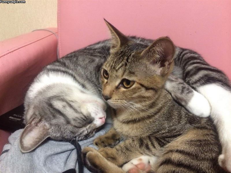 Hugging Kitties