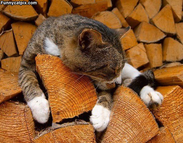 Hugging My Log