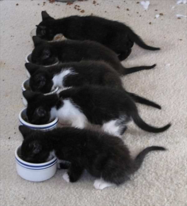 Hungry Kittens