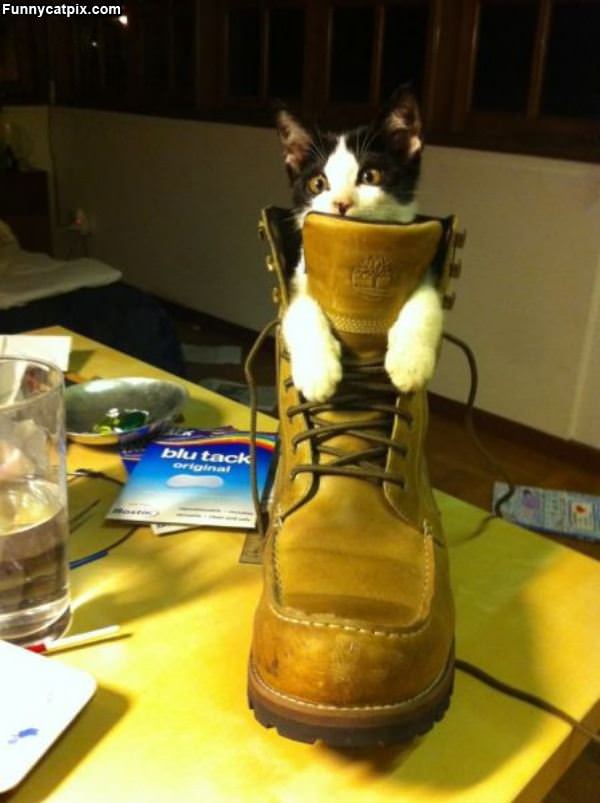 I Am A Boot Cat