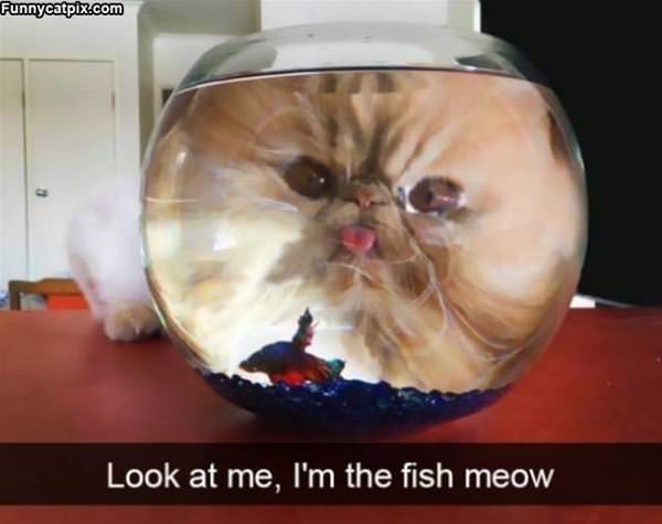 I Am A Fishy Meow