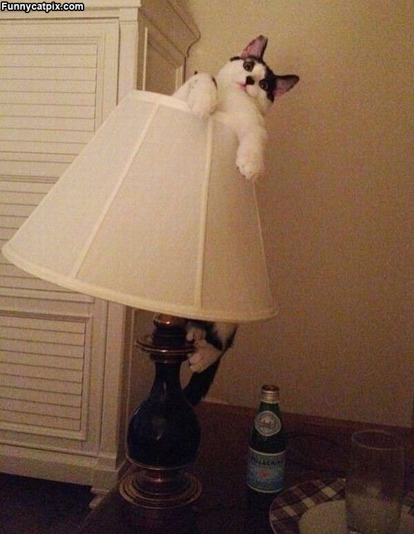 I Am A Lamp