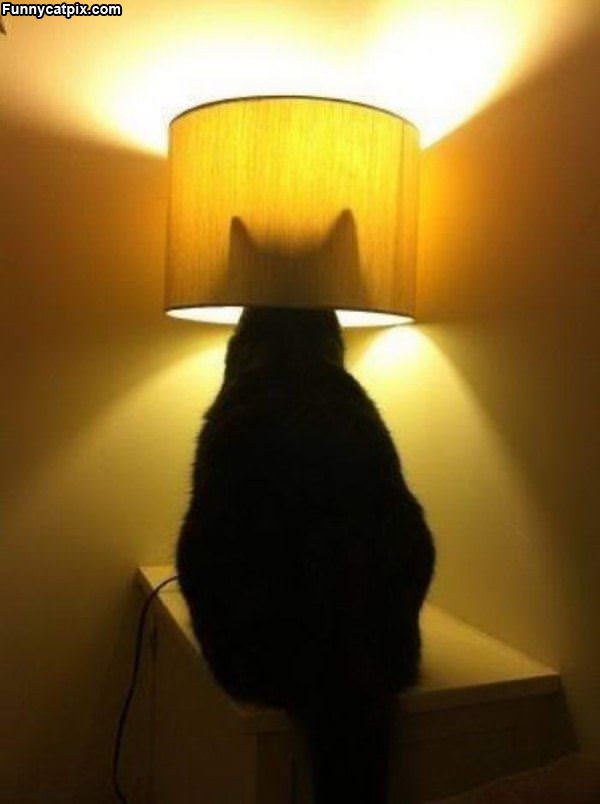 I Am A Lamp Now