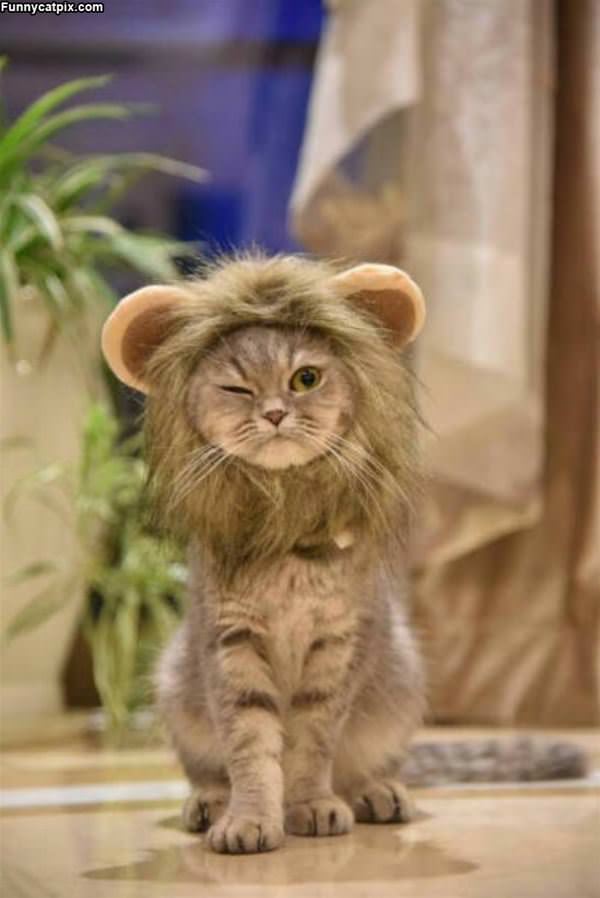 I Am A Lion