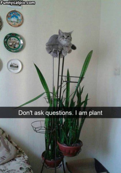 I Am A Plant Now