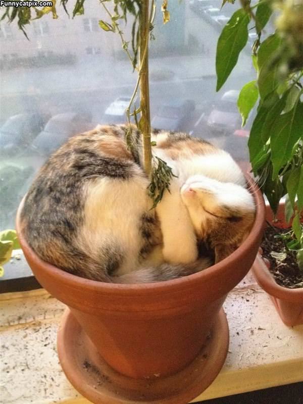 I Am A Plant Now