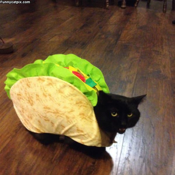 I Am A Taco