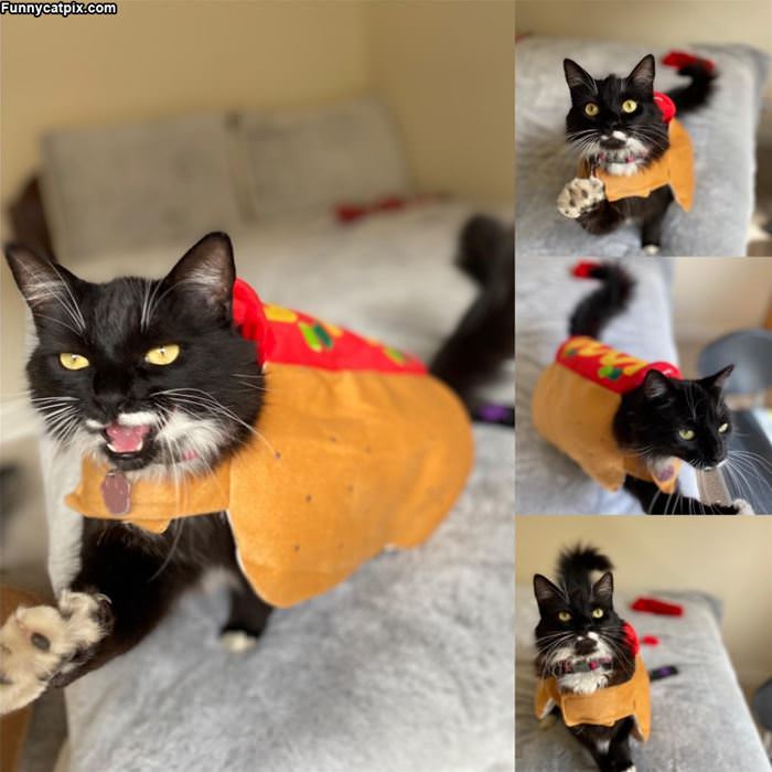 I Am A Taco Now